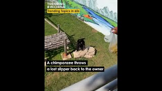 A chimpanzee throws a lost slipper back to the owner    游客拖鞋掉落猩猩园，黑猩猩帅气一甩物归原主