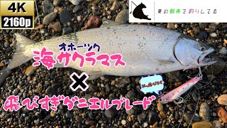 ヒラメだけじゃないんです。飛びすぎダニエルは海サクラマスにも効く【オホーツク海　サクラマス】