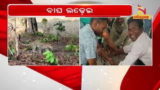 ଜାଲ ପକାଇ ବାଘକୁ  କାବୁ କଲା ବନବିଭାଗ | NandighoshaTV