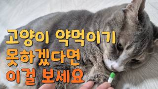 고양이  거부감 없이 약 먹이기 💕 효과적으로 약 먹이는 노하우! 👏