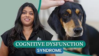 Cognitive Dysfunction Syndrome in Pets: How to Spot the Warning Signs in Aging Dogs and Cats