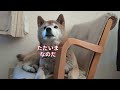 【936】舌が出ちゃう柴犬さん