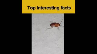 Top interesting facts that will blow your mind #shorts #viral #facts