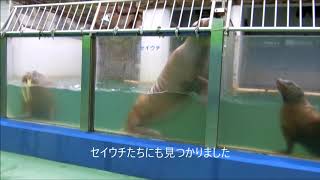 【セイウチ】2018.8.15 朝7:40の平和なプール（伊勢シーパラダイス／水族館）