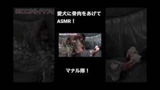 愛犬に骨を食べさせてASMRやってみた！#shorts