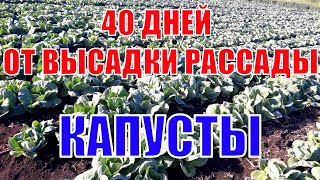 Выращивание ранней капусты!Необходимые обработки и подкормки!#Акира#Этма #Рапидион