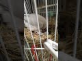 【卵をひっくり返す文鳥　ギネスママ】文鳥garden 2023.2.3