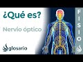 NERVIO ÓPTICO | Qué es, dónde se origina, recorrido, ramificaciones, qué zonas inerva y lesiones