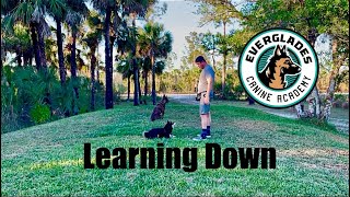 Learning the Down Position | Dog Obedience | Naples FL