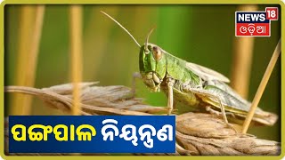 Annadata | ଚାଷ ଜମିକୁ ପଙ୍ଗପାଳଙ୍କଠାରୁ କେମିତି ବଞ୍ଚାଇବେ