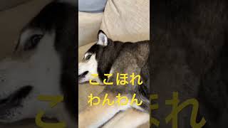 ここほれワンワン