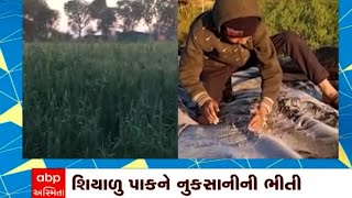 Banaskantha: શીત લહેરથી જીરું, રાયડો સહિતના રવિ પાકને નુકશાનની ભીતી