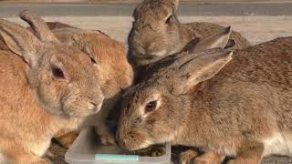 E180217A 大久野島 【RabbitIsland】 冬の晴れ間のうさぎ島①