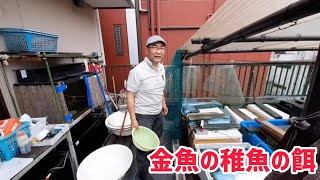 【大阪らんちゅう】金魚の稚魚の餌【STAY HOME】五大地金魚の飼い方vol.12