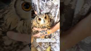 【今日の運ばれるフクロウ】 #ベンガルワシミミズク #ばあちゃん大好き #owllove #癒し動画 #animals