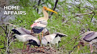 Home Affairs: How Painted Storks Survive and Nest in Wetlands| Bird Conservation| @RoundglassSustain