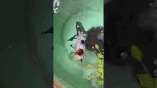 【睡蓮鉢　金魚飼育】秋錦　白黒パンダ模様から少しずつ朱色が表れてきました