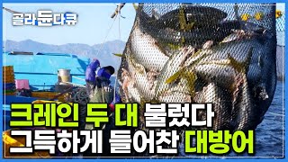 새벽부터 고생한 보람이 있다. 500m 그물 가득 채운 대방어에 입 찢어지는 어부들｜크레인 동원한 겨울 동해 바다 만선 방어잡이 현장｜극한직업｜#골라듄다큐