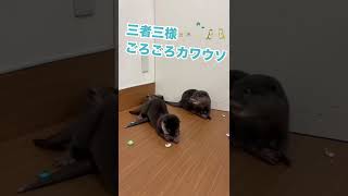 ごろごろする仲良しカワウソさん【otter】#shorts #otter