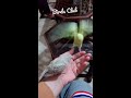 hand tame budgies shorts