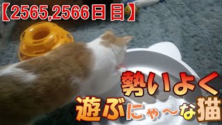 【2565,2566日目】勢いよく遊ぶにゃ～な猫【かわいい・面白い】～The growth record of my cute cat, Nike day 2565,2566