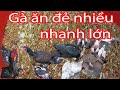 Cho Gà ăn thứ này gà  đẻ nhiều lớn nhanh ít bệnh tật ai cũng nên biết | Nguyễn Viết Hòa