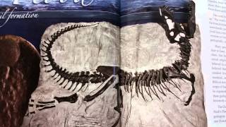 Flood Fossils (BOOK) by Vance Nelson