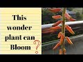 This wonder plant can bloom| Aloe vera can bloom| feel the food