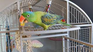 Rusty the Philippine Blue Naped parrot talking to his toy!