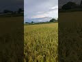 RICEFIELD | PWEDE NA ANIHIN