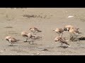 ♪鳥くん野鳥動画（千葉）トウネン群れ羽繕い　red necked stint