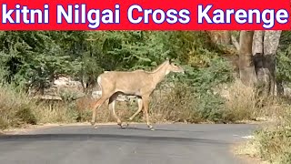 How Many Nilgai Crossing The Road ? #roadcrossing,