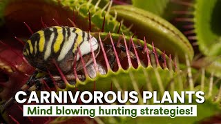 Mind-Blowing Secrets of Carnivorous Plants Revealed!