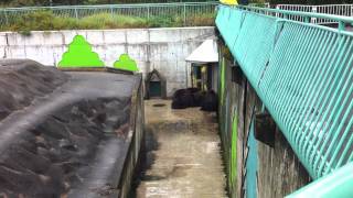 釧路動物園での１コマ（ヒグマ）かぼちゃをめぐっての①