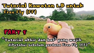 CARA MELATIH LOVEBIRD FREE FLY (FF) PART 5 (PART AKHIR)