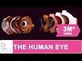 The Human Eye The Human Eye
