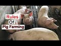 10 Must-Know Rules Of Pig Farming | Every PIG FARMER Should WATCH THIS!