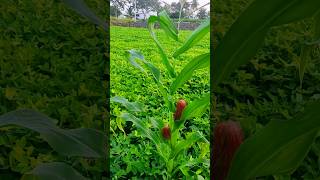 😍🌽🌽🌽😍🥜🥜😍#விவசாயம் #shorts #trending #விவசாயம்காப்போம் #farming #vivasayi #ytshorts #viral farmer #yt