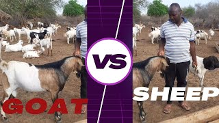 KATI YA MBUZI NA KONDOO NANI MWENYE FAIDA(GOAT VS SHEEP WHICH IS PROFITABLE)