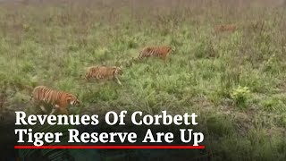 Corbett Tiger Reserve's Revenue Exceeds Rs 13 Crore