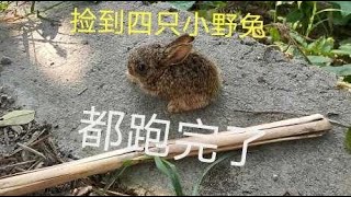 捡到四只小野兔白天无精打采，晚上精力十足养的两天还是放了