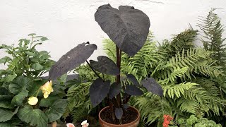 Colocasia esculenta 'Black Magic' (Taro/Elephant Ears) - FarmerGracy.co.uk