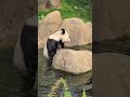 樂樂係盈盈個水池玩水😂 hkpanda panda 香港大熊貓 香港海洋公園