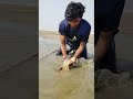 পদ্মার চরে পাচা দিয়ে মাছ শিকার fishingvideo fishing shorts viralvideo