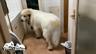 ベル不在...のんびりすごすルンルンと夜な夜なベルを探すアランです　Great Pyrenees　グレートピレニーズ