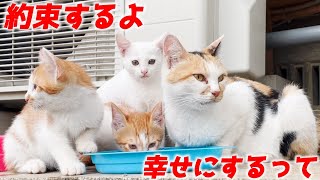 三毛猫家族との約束を交わして一年が経ちました[三毛母猫と子猫]