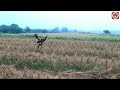 Harris hawk hunting Thailand (Superb White-breasted Waterhen)