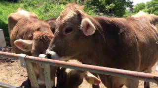 たぶん吉田牧場さんの牧場の牛 岡山県吉備中央町 20170504