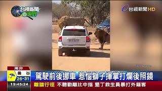 獅子跳上車頂南非野生公園遊客驚聲叫