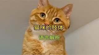 猫咪的肢体语言解析